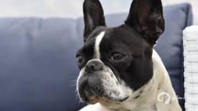 BOULEDOGUE FRANCAIS