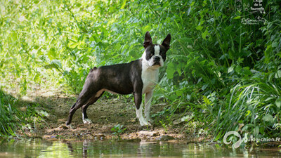 TERRIER DE BOSTON