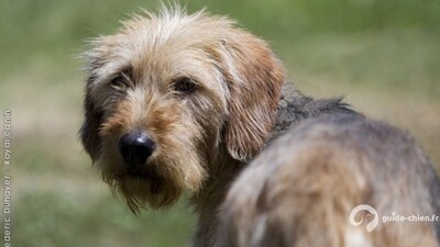 CHIEN COURANT DE BOSNIE A POIL RAIDE DIT BARAK
