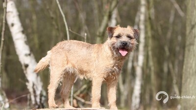 BORDER TERRIER