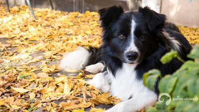 BORDER COLLIE