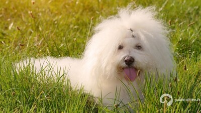 BICHON BOLONAIS