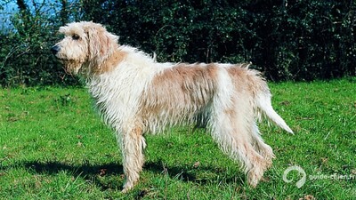BRIQUET GRIFFON VENDEEN