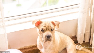 chien appartement