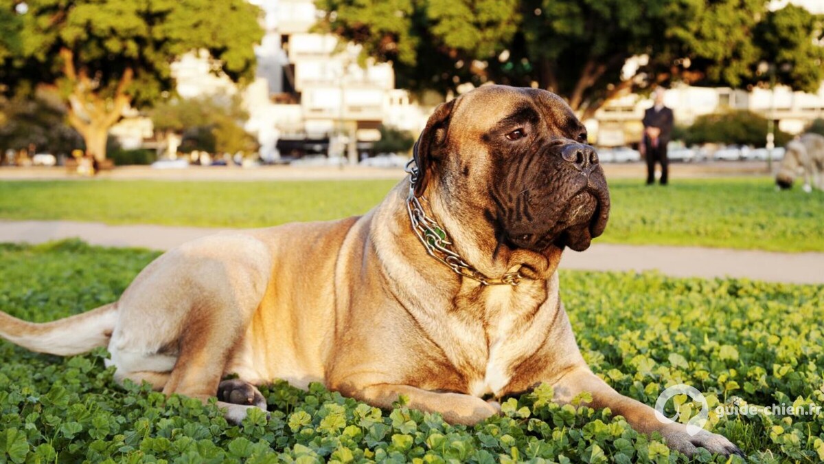 Bullmastiff