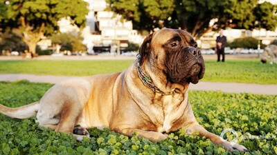 Bullmastiff