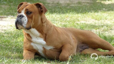 BULLDOG CONTINENTAL