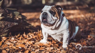 BULLDOG ANGLAIS