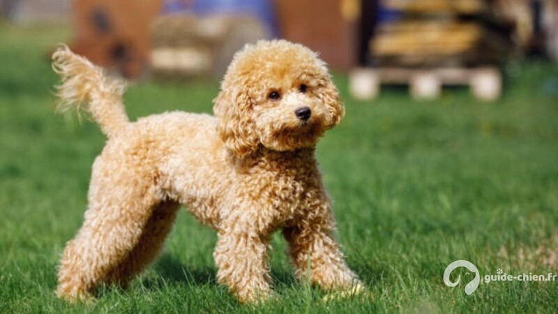 CANICHE