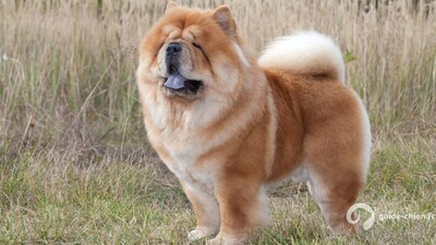 CHOW CHOW
