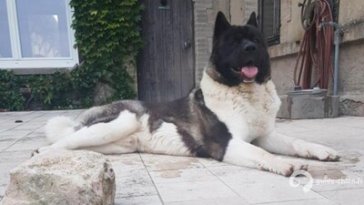 AKITA AMERICAIN
