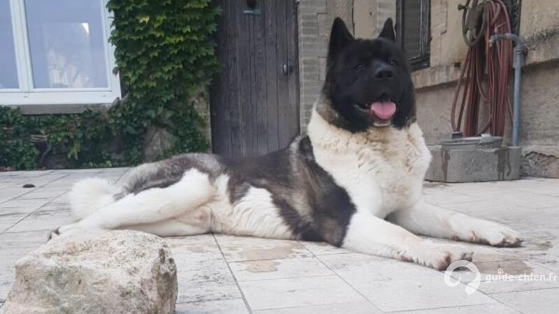 AKITA AMERICAIN