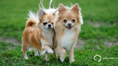 CHIHUAHUA