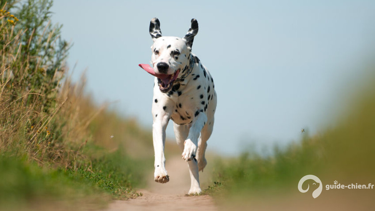 DALMATIEN