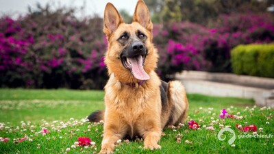 BERGER ALLEMAND