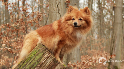 SPITZ ALLEMAND
