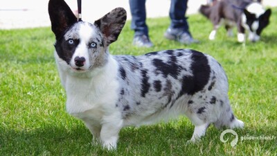 WELSH CORGI CARDIGAN