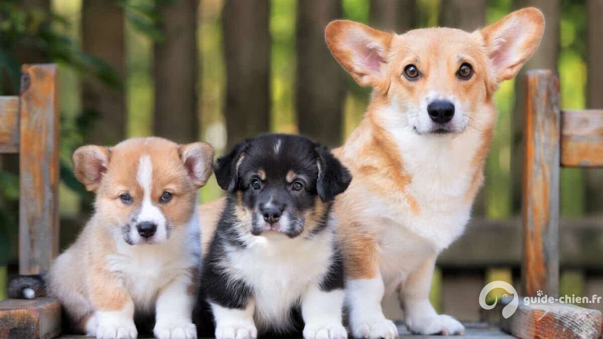 WELSH CORGI PEMBROKE