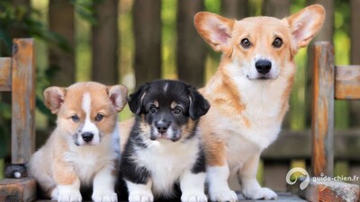 WELSH CORGI PEMBROKE