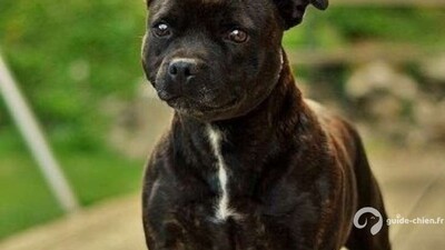 Staffordshire Bull Terrier