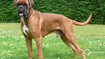 BOXER