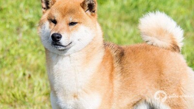 SHIBA