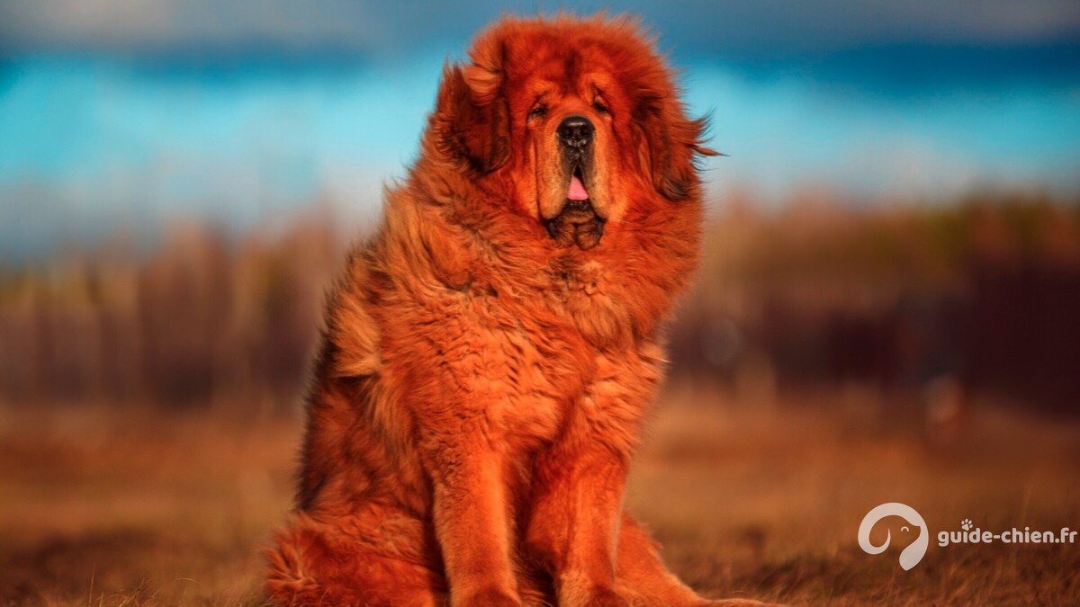 DOGUE DU TIBET