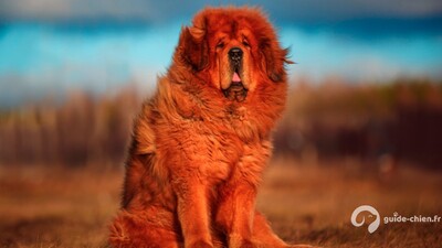 DOGUE DU TIBET