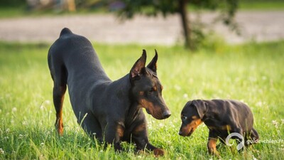 DOBERMANN