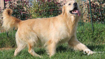 GOLDEN RETRIEVER