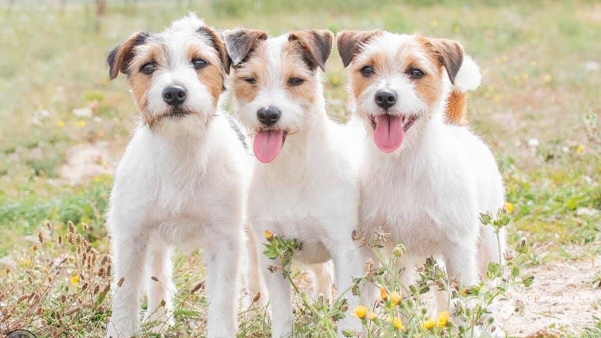 TERRIER JACK RUSSELL