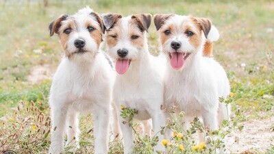 TERRIER JACK RUSSELL