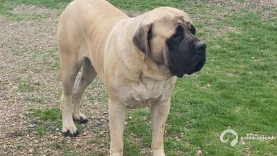 MASTIFF