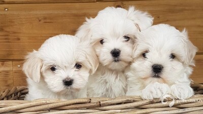BICHON MALTAIS