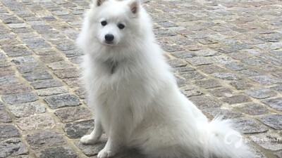 SPITZ JAPONAIS