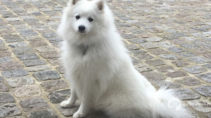 SPITZ JAPONAIS