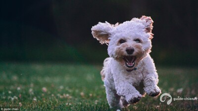Santé chien