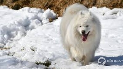 SAMOYEDE