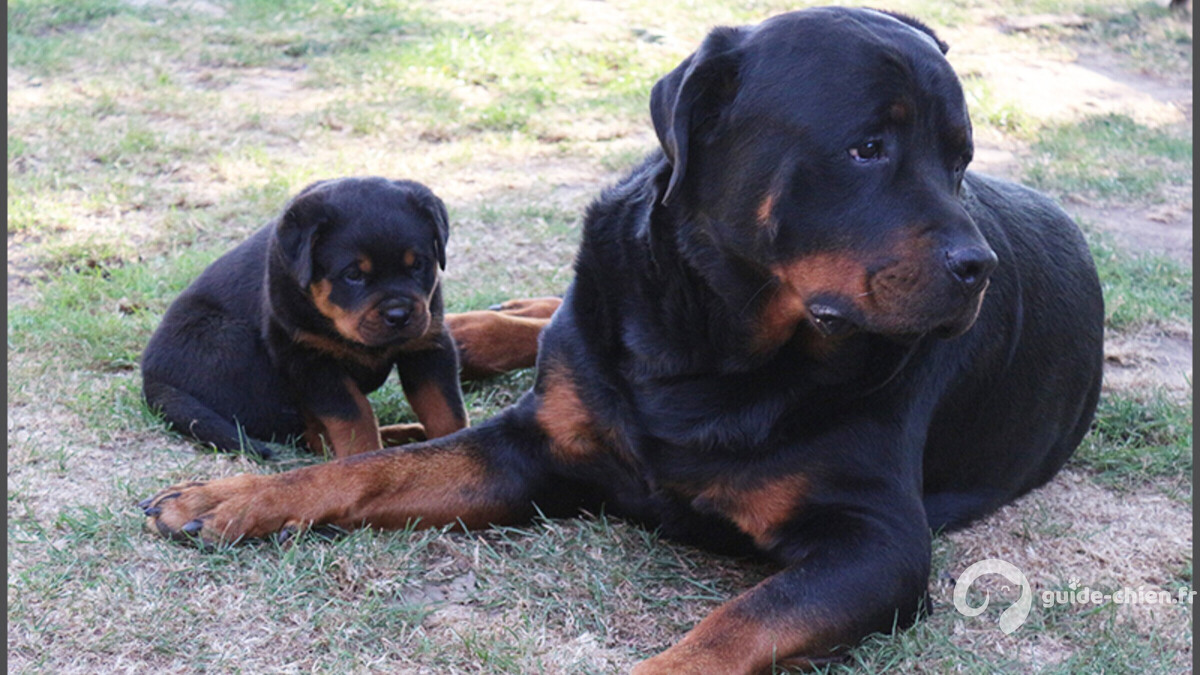 ROTTWEILER