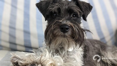 SCHNAUZER