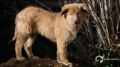 CHIEN DE MONTAGNE DE L'ATLAS