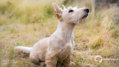 Scottish Terrier