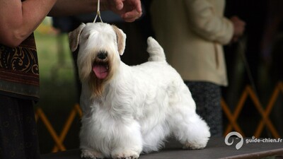 SEALYHAM TERRIER