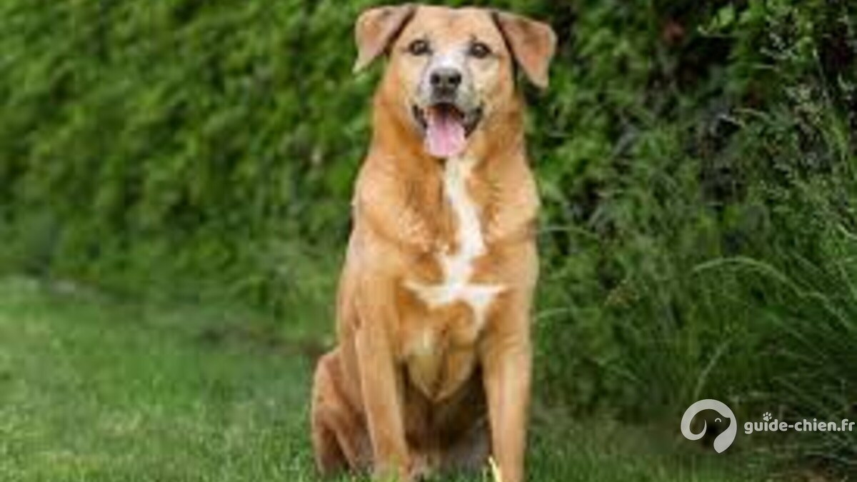 Austrian Pinscher