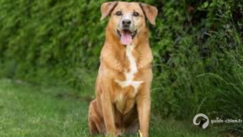 PINSCHER AUTRICHIEN