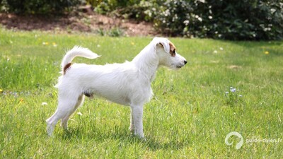 Parson Russell Terrier