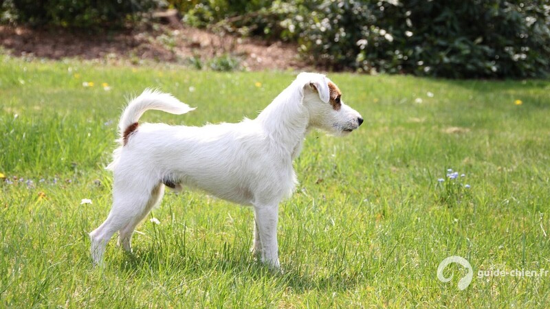 Parson Russell Terrier