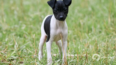 Terrier japonais