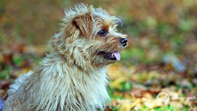 Norfolk Terrier