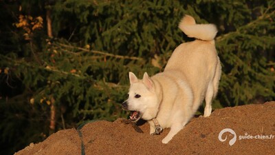 BUHUND NORVEGIEN